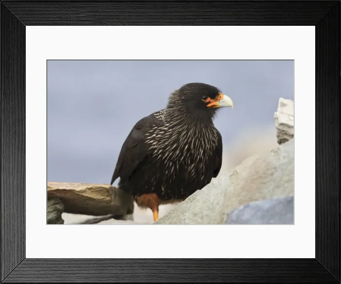 Framed Print : Striated caracara (Phalcoboenus australis), Rockhopper Point, Sea Lion Island, Falkland Islands, South Atlantic, South America Framed Print : Striated caracara (Phalcoboenus australis), Rockhopper Point, Sea Lion Island, Falkland Islands, South Atlantic, South America
