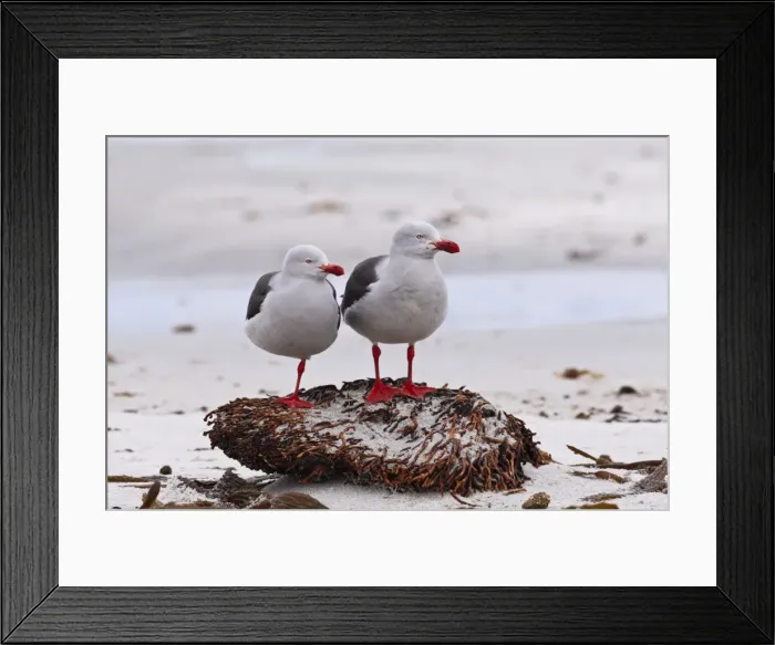 Framed Print : Pair of Dolphin gulls (Leucophaeus scoresbii) on a seaweed covered rock, Sea Lion Island, Falkland Islands, South America Framed Print : Pair of Dolphin gulls (Leucophaeus scoresbii) on a seaweed covered rock, Sea Lion Island, Falkland Islands, South America