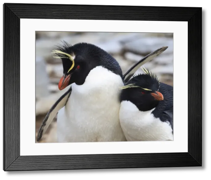 Framed Print : Rockhopper penguin (Eudyptes chrysocome) courtship behaviour, Rockhopper Point, Sea Lion Island, Falkland Islands, South America Framed Print : Rockhopper penguin (Eudyptes chrysocome) courtship behaviour, Rockhopper Point, Sea Lion Island, Falkland Islands, South America