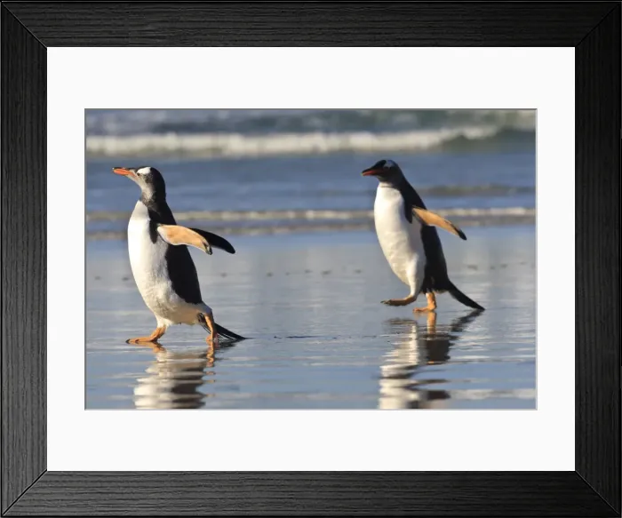 Framed Print : Gentoo penguins (Pygoscelis papua) race along the shoreline, evening at the Neck, Saunders Island, Falkland Islands, South America Framed Print : Gentoo penguins (Pygoscelis papua) race along the shoreline, evening at the Neck, Saunders Island, Falkland Islands, South America