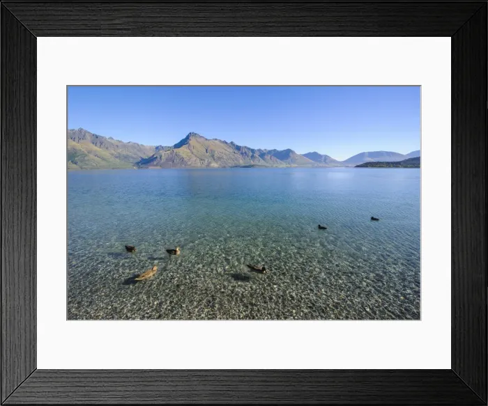 Framed Print : Ducks in the turquoise water of Lake Wakatipu, around Queenstown, Otago, South Island, New Zealand, Pacific Framed Print : Ducks in the turquoise water of Lake Wakatipu, around Queenstown, Otago, South Island, New Zealand, Pacific