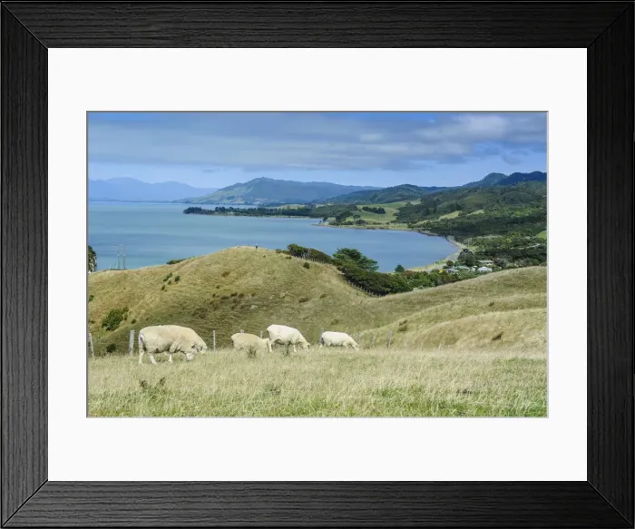 Framed Print : Sheep grazing, Farewell Spit, South Island, New Zealand, Pacific Framed Print : Sheep grazing, Farewell Spit, South Island, New Zealand, Pacific