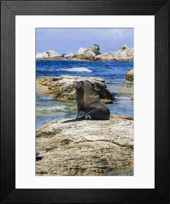Framed Print : Fur seal (Callorhinus ursinus), Kaikoura Peninsula, South Island, New Zealand, Pacific Framed Print : Fur seal (Callorhinus ursinus), Kaikoura Peninsula, South Island, New Zealand, Pacific