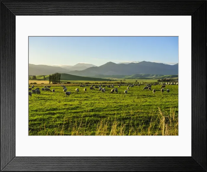 Framed Print : Sheep grazing at sunset, Queenstown, Otago, South Island, New Zealand, Pacific Framed Print : Sheep grazing at sunset, Queenstown, Otago, South Island, New Zealand, Pacific