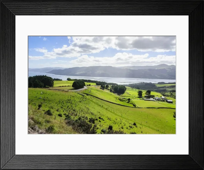 Framed Print : Lush green fields with sheep grazing, Otago Peninsula, South Island, New Zealand, Pacific Framed Print : Lush green fields with sheep grazing, Otago Peninsula, South Island, New Zealand, Pacific