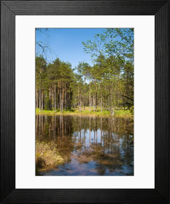 Framed Print : Viru Bog (Viru Raba) peat swamp, Lahemaa National Park, Harjumaa, Laane-Virumaa, Estonia, Baltic States, Europe Framed Print : Viru Bog (Viru Raba) peat swamp, Lahemaa National Park, Harjumaa, Laane-Virumaa, Estonia, Baltic States, Europe