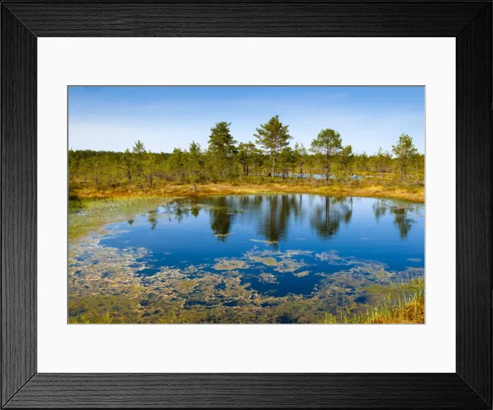 Framed Print : Viru Bog (Viru Raba) peat swamp, Lahemaa National Park, Harjumaa, Laane-Virumaa, Estonia, Baltic States, Europe Framed Print : Viru Bog (Viru Raba) peat swamp, Lahemaa National Park, Harjumaa, Laane-Virumaa, Estonia, Baltic States, Europe