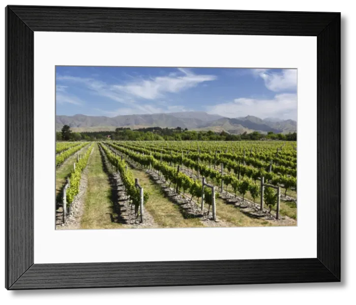 Framed Print : Vineyards, Renwick, near Blenheim, Marlborough region, South Island, New Zealand, Pacific Framed Print : Vineyards, Renwick, near Blenheim, Marlborough region, South Island, New Zealand, Pacific