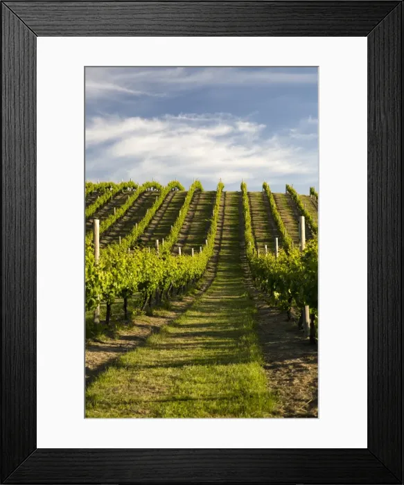 Framed Print : Vineyards along Delta Lake Heights Road, Renwick, near Blenheim, Marlborough region, South Island, New Zealand, Pacific Framed Print : Vineyards along Delta Lake Heights Road, Renwick, near Blenheim, Marlborough region, South Island, New Zealand, Pacific
