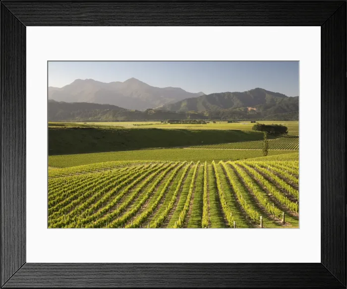 Framed Print : Vineyards along Delta Lake Heights Road, Renwick, near Blenheim, Marlborough region, South Island, New Zealand, Pacific Framed Print : Vineyards along Delta Lake Heights Road, Renwick, near Blenheim, Marlborough region, South Island, New Zealand, Pacific