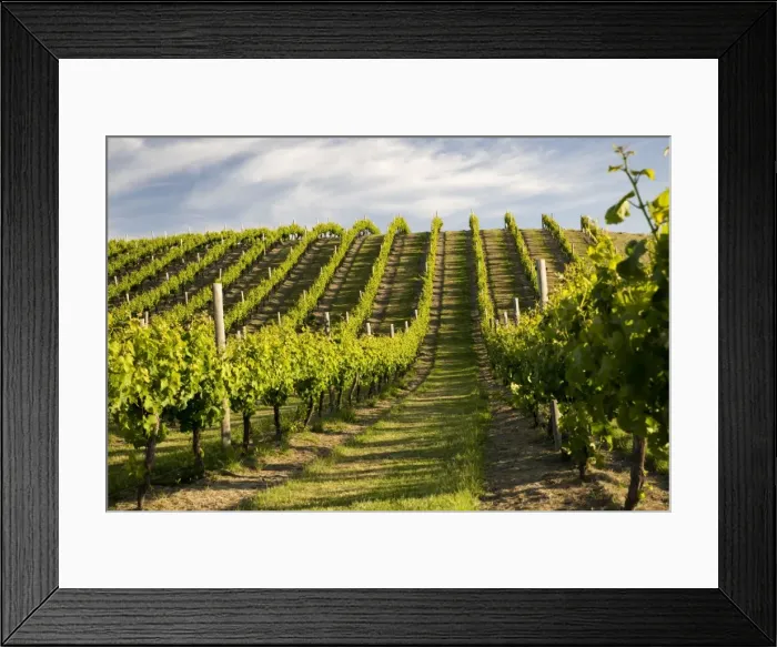 Framed Print : Vineyards along Delta Lake Heights Road, Renwick, near Blenheim, Marlborough region, South Island, New Zealand, Pacific Framed Print : Vineyards along Delta Lake Heights Road, Renwick, near Blenheim, Marlborough region, South Island, New Zealand, Pacific