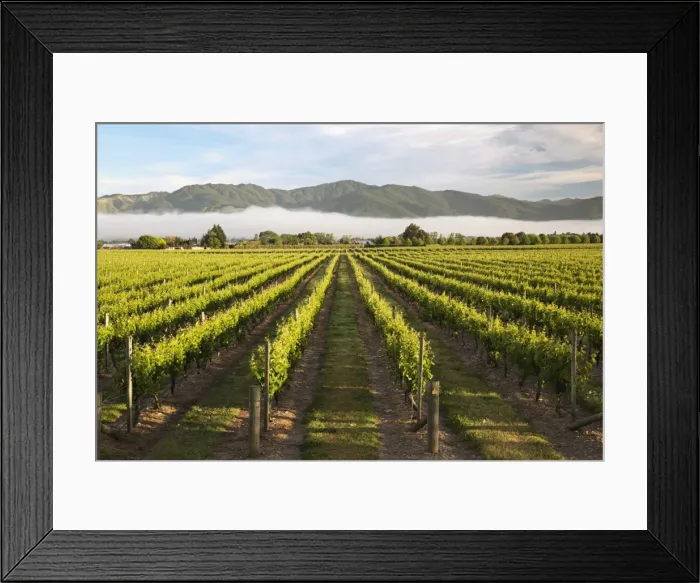 Framed Print : Vineyards in morning mist, Renwick, near Blenheim, Marlborough region, South Island, New Zealand, Pacific Framed Print : Vineyards in morning mist, Renwick, near Blenheim, Marlborough region, South Island, New Zealand, Pacific
