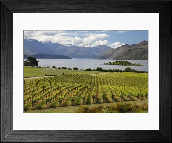 Framed Print : Rippon Vineyard on Lake Wanaka, Wanaka, Otago, South Island, New Zealand, Pacific Framed Print : Rippon Vineyard on Lake Wanaka, Wanaka, Otago, South Island, New Zealand, Pacific