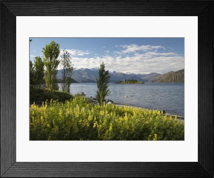 Framed Print : Spring flowers on Lake Wanaka, Wanaka, Otago, South Island, New Zealand, Pacific Framed Print : Spring flowers on Lake Wanaka, Wanaka, Otago, South Island, New Zealand, Pacific