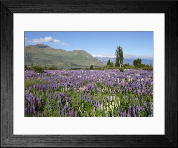 Framed Print : Field of lupins beside lake along Beacon Point Road, Wanaka, Otago, South Island, New Zealand, Pacific Framed Print : Field of lupins beside lake along Beacon Point Road, Wanaka, Otago, South Island, New Zealand, Pacific