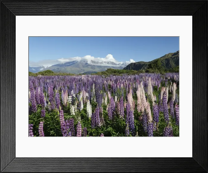 Framed Print : Field of lupins along Beacon Point Road, Wanaka, Otago, South Island, New Zealand, Pacific Framed Print : Field of lupins along Beacon Point Road, Wanaka, Otago, South Island, New Zealand, Pacific