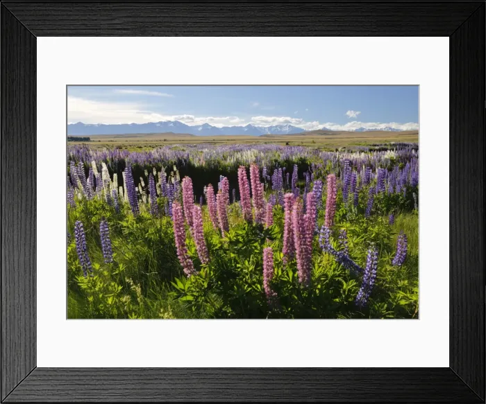 Framed Print : Field of lupins with Southern Alps behind, near Lake Tekapo, Canterbury region, South Island, New Zealand, Pacific Framed Print : Field of lupins with Southern Alps behind, near Lake Tekapo, Canterbury region, South Island, New Zealand, Pacific