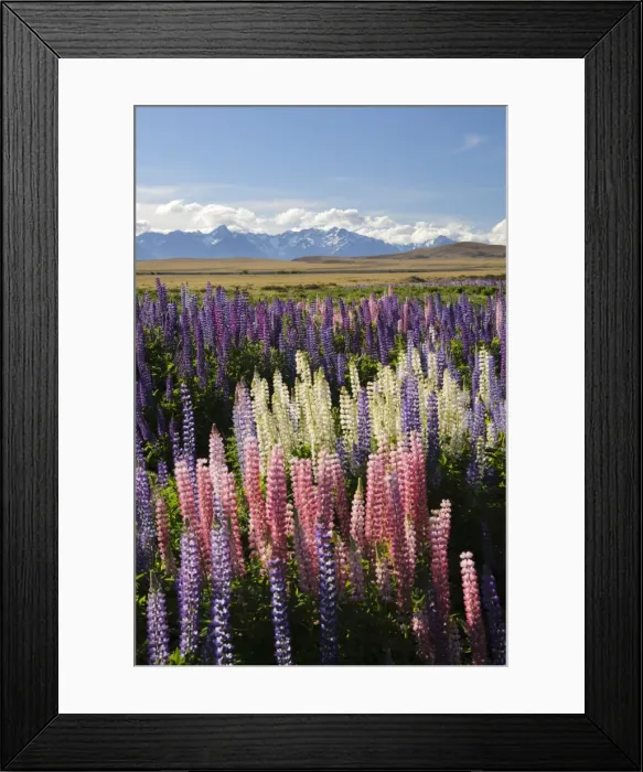 Framed Print : Field of lupins with Southern Alps behind, near Lake Tekapo, Canterbury region, South Island, New Zealand, Pacific Framed Print : Field of lupins with Southern Alps behind, near Lake Tekapo, Canterbury region, South Island, New Zealand, Pacific