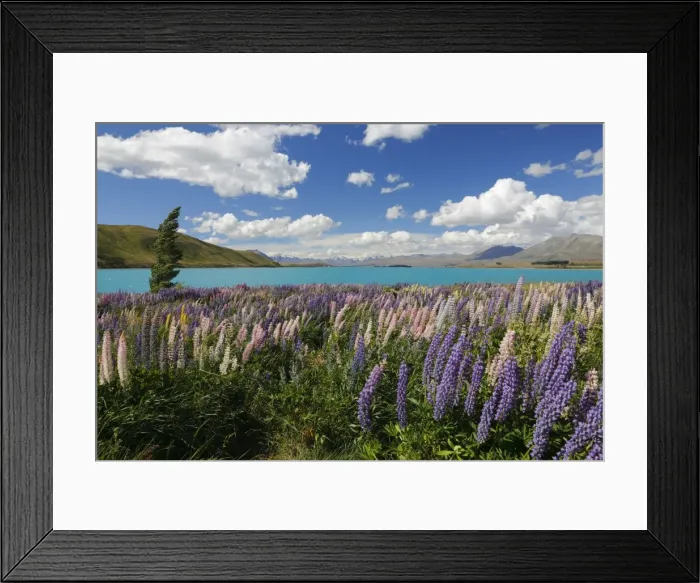 Framed Print : Lupins beside lake, Lake Tekapo, Canterbury region, South Island, New Zealand, Pacific Framed Print : Lupins beside lake, Lake Tekapo, Canterbury region, South Island, New Zealand, Pacific