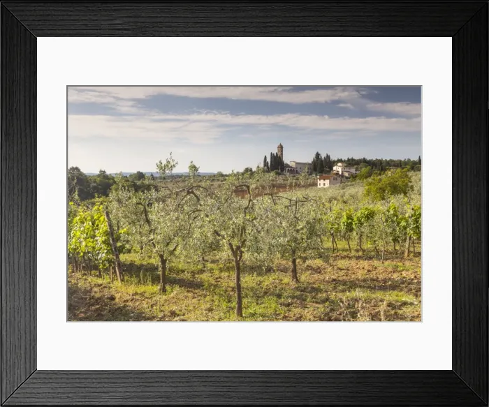 Framed Print : Olive groves near to Tavarnelle, Tuscany, Italy, Europe Framed Print : Olive groves near to Tavarnelle, Tuscany, Italy, Europe