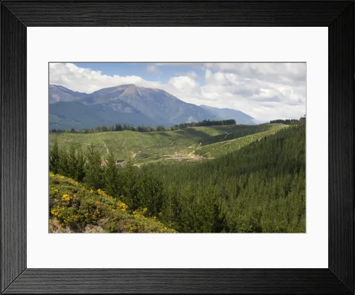 Framed Print : Pine plantation for logging industry, near Nelson, South Island, New Zealand, Pacific Framed Print : Pine plantation for logging industry, near Nelson, South Island, New Zealand, Pacific