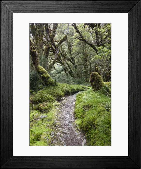 Framed Print : Moss covered forest above Lake Mackenzie, Routeburn Track, Fiordland National Park, UNESCO World Heritage Site, South Island, New Zealand, Pacific Framed Print : Moss covered forest above Lake Mackenzie, Routeburn Track, Fiordland National Park, UNESCO World Heritage Site, South Island, New Zealand, Pacific