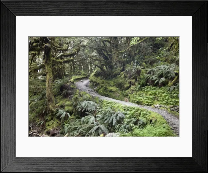 Framed Print : Ferns and moss in forest near Lake Mackenzie, Routeburn Track, Fiordland National Park, UNESCO World Heritage Site, South Island, New Zealand, Pacific Framed Print : Ferns and moss in forest near Lake Mackenzie, Routeburn Track, Fiordland National Park, UNESCO World Heritage Site, South Island, New Zealand, Pacific