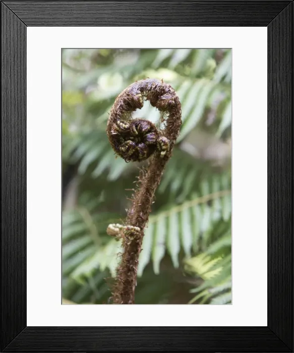 Framed Print : Koru spiral shaped unfurling silver fern fronds, Fiordland National Park, South Island, New Zealand, Pacific Framed Print : Koru spiral shaped unfurling silver fern fronds, Fiordland National Park, South Island, New Zealand, Pacific