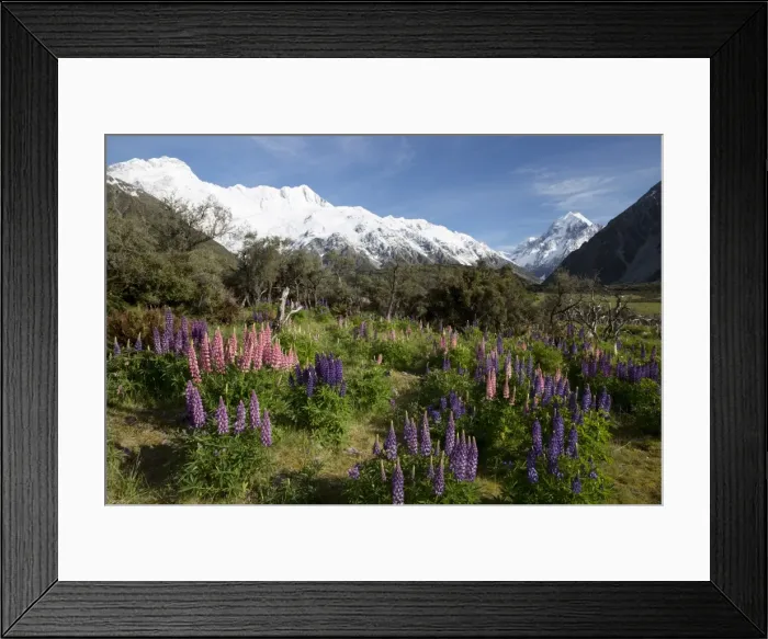 Framed Print : Lupins and Mount Cook, Mount Cook Village, Mount Cook National Park, UNESCO World Heritage Site, Canterbury region, South Island, New Zealand, Pacific Framed Print : Lupins and Mount Cook, Mount Cook Village, Mount Cook National Park, UNESCO World Heritage Site, Canterbury region, South Island, New Zealand, Pacific