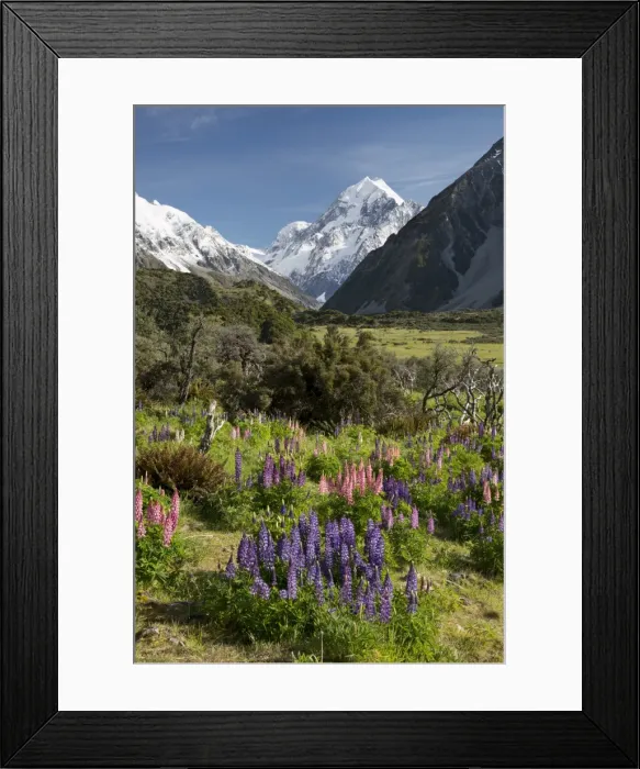 Framed Print : Lupins and Mount Cook, Mount Cook Village, Mount Cook National Park, UNESCO World Heritage Site, Canterbury region, South Island, New Zealand, Pacific Framed Print : Lupins and Mount Cook, Mount Cook Village, Mount Cook National Park, UNESCO World Heritage Site, Canterbury region, South Island, New Zealand, Pacific
