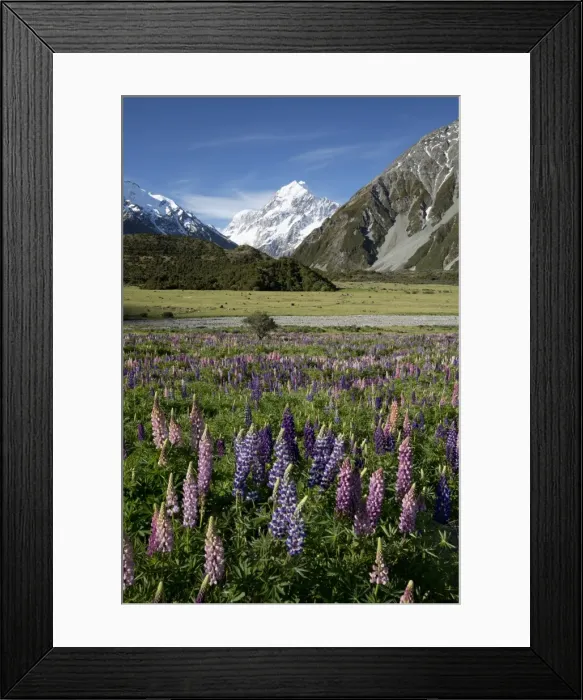 Framed Print : Lupins and Mount Cook, Mount Cook Village, Mount Cook National Park, UNESCO World Heritage Site, Canterbury region, South Island, New Zealand, Pacific Framed Print : Lupins and Mount Cook, Mount Cook Village, Mount Cook National Park, UNESCO World Heritage Site, Canterbury region, South Island, New Zealand, Pacific