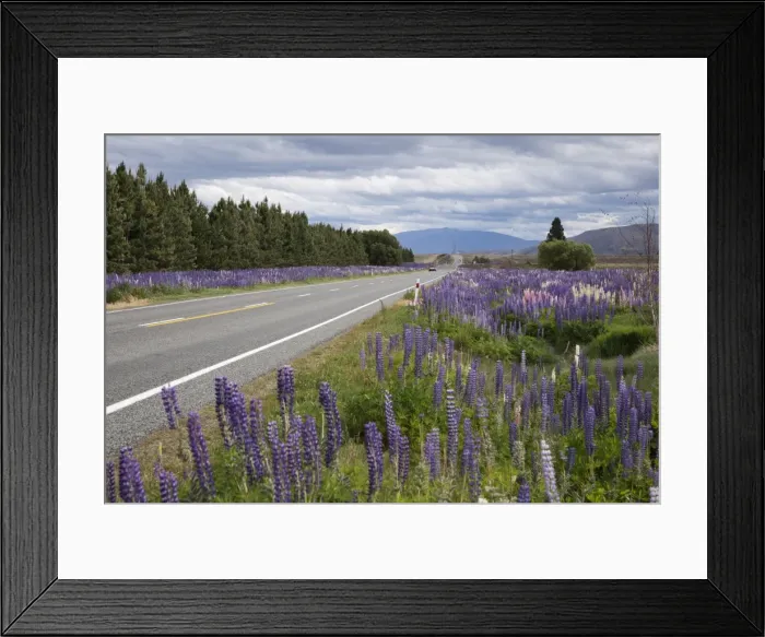 Framed Print : Highway 8 passing through field of Lupins, near Lake Tekapo, Canterbury region, South Island, New Zealand, Pacific Framed Print : Highway 8 passing through field of Lupins, near Lake Tekapo, Canterbury region, South Island, New Zealand, Pacific
