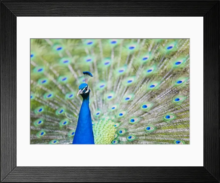 Framed Print : Male Peacock (Pavo cristatus) displaying Plumage at Leeds Castle, Maidstone, Kent, England, United Kingdom, Europe Framed Print : Male Peacock (Pavo cristatus) displaying Plumage at Leeds Castle, Maidstone, Kent, England, United Kingdom, Europe