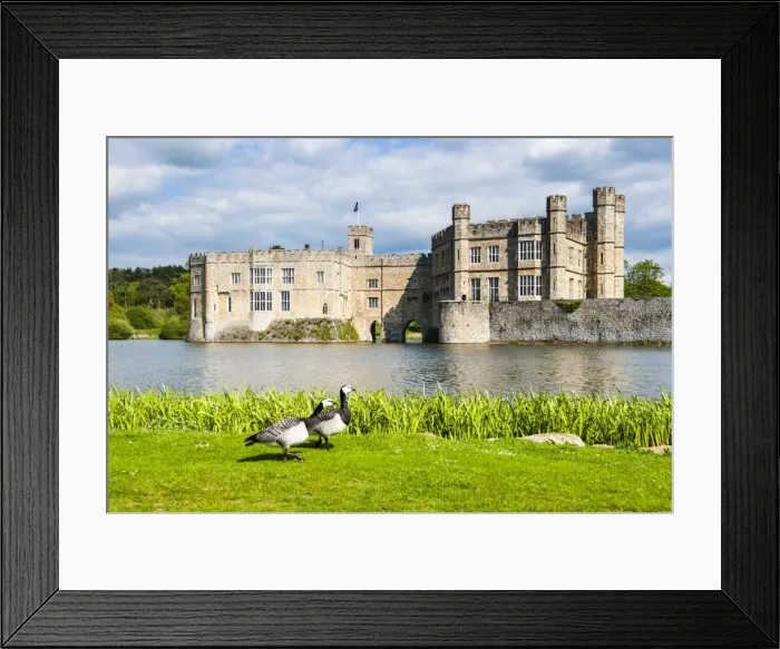 Framed Print : Geese at Leeds Castle, Maidstone, Kent, England, United Kingdom, Europe Framed Print : Geese at Leeds Castle, Maidstone, Kent, England, United Kingdom, Europe