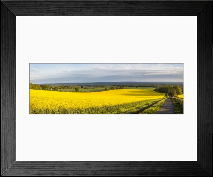 Framed Print : Rape field, Guildford, Surrey, England, United Kingdom, Europe Framed Print : Rape field, Guildford, Surrey, England, United Kingdom, Europe