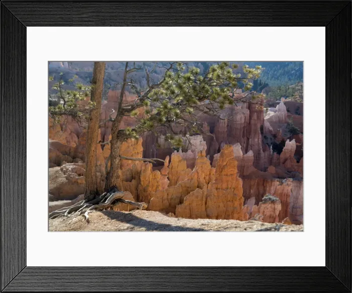 Framed Print : Bryce Canyon National Park, Utah, United States of America, North America Framed Print : Bryce Canyon National Park, Utah, United States of America, North America