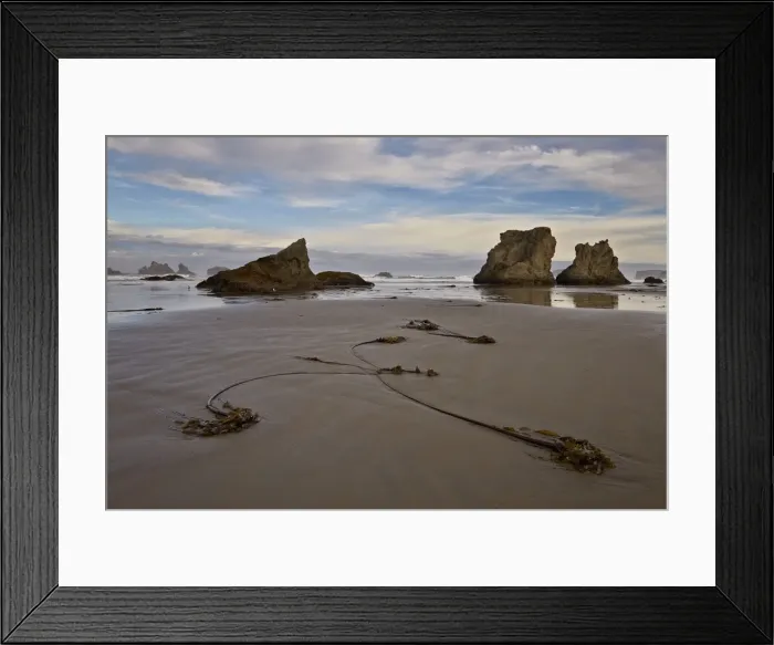 Framed Print : Bull kelp seaweed, Bandon Beach, Oregon, United States of America, North America Framed Print : Bull kelp seaweed, Bandon Beach, Oregon, United States of America, North America