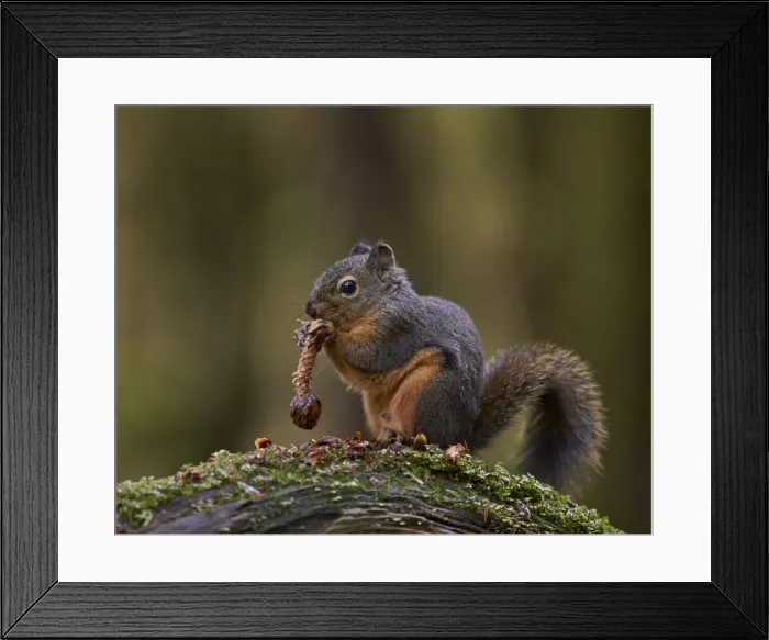 Framed Print : Douglass Squirrel (Tamiasciurus hudsonicus) eating a pine cone, Olympic National Park, Washington State, United States of America, North America Framed Print : Douglass Squirrel (Tamiasciurus hudsonicus) eating a pine cone, Olympic National Park, Washington State, United States of America, North America