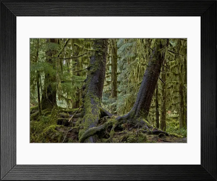 Framed Print : Moss-covered tree trunks in the rainforest, Olympic National Park, UNESCO World Heritage Site, Washington State, United States of America, North America Framed Print : Moss-covered tree trunks in the rainforest, Olympic National Park, UNESCO World Heritage Site, Washington State, United States of America, North America