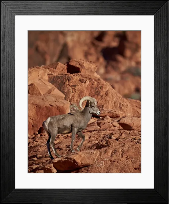 Framed Print : Desert Bighorn Sheep (Ovis canadensis nelsoni) ram, Valley of Fire State Park, Nevada, United States of America, North America Framed Print : Desert Bighorn Sheep (Ovis canadensis nelsoni) ram, Valley of Fire State Park, Nevada, United States of America, North America