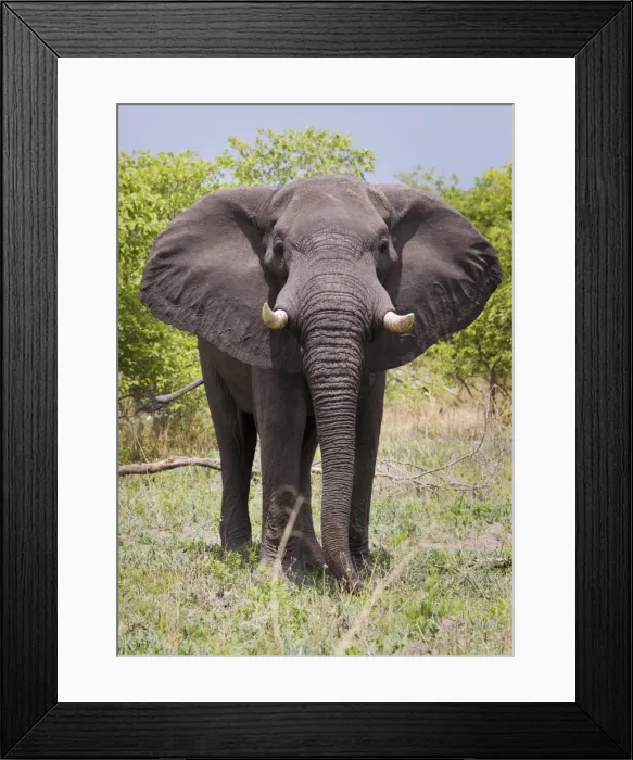 Framed Print : African elephant, Okavango Delta, Botswana, Africa curves adjustments, slight reddening of elephants skin Framed Print : African elephant, Okavango Delta, Botswana, Africa curves adjustments, slight reddening of elephants skin