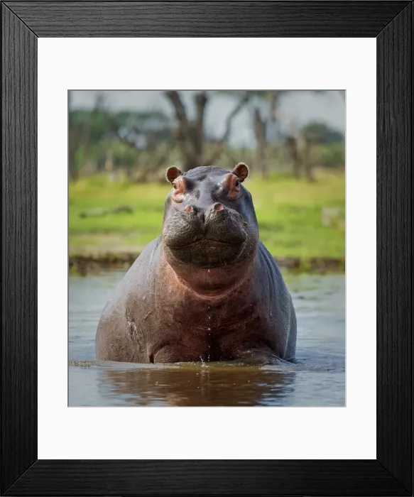 Framed Print : Hippopotamus, Okavango Delta, Botswana, Africa curves adjustments, medium vignette Framed Print : Hippopotamus, Okavango Delta, Botswana, Africa curves adjustments, medium vignette