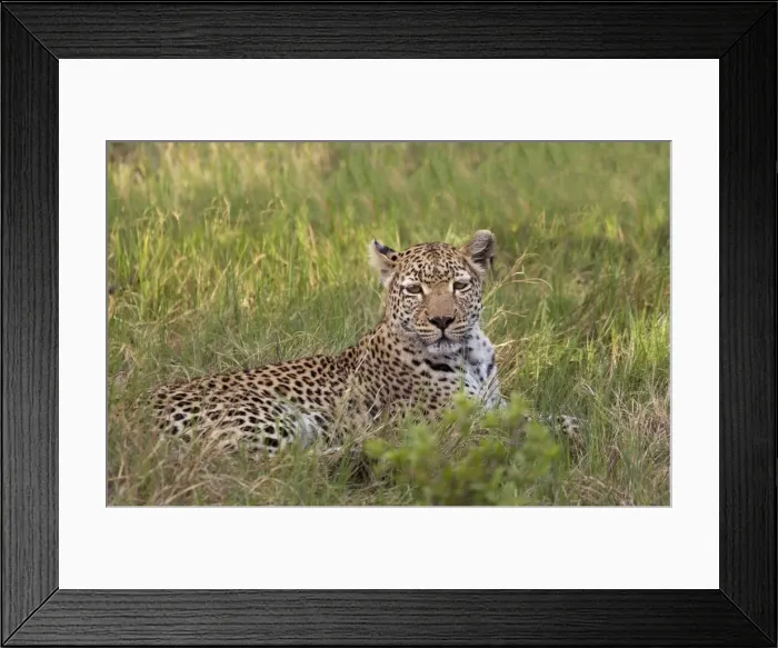 Framed Print : Leopard, Okavango Delta, Botswana, Africa localized adjustment on leopards face / eyes to make it pop, global curves adjustment to increase contrast Framed Print : Leopard, Okavango Delta, Botswana, Africa localized adjustment on leopards face / eyes to make it pop, global curves adjustment to increase contrast