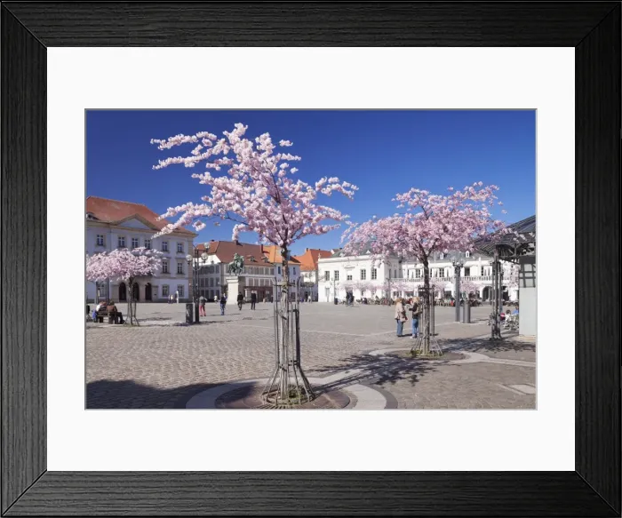 Framed Print : Almond Blossom in the Market Place, Landau, Deutsche Weinstrasse (German Wine Road), Rhineland-Palatinate, Germany, Europe Framed Print : Almond Blossom in the Market Place, Landau, Deutsche Weinstrasse (German Wine Road), Rhineland-Palatinate, Germany, Europe