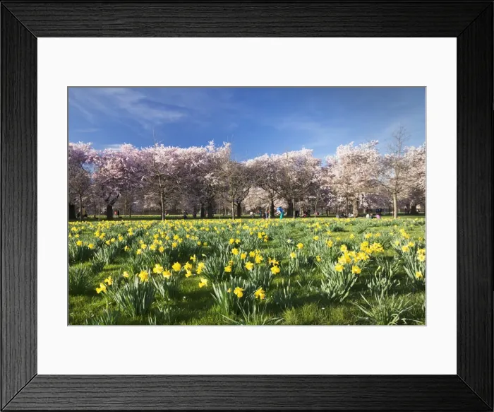 Framed Print : Cherry blossom and narcissi blossom, Palace garden, Schloss Schwetzingen Palace, Schwetzingen, Baden Wurttemberg, Germany, Europe Framed Print : Cherry blossom and narcissi blossom, Palace garden, Schloss Schwetzingen Palace, Schwetzingen, Baden Wurttemberg, Germany, Europe