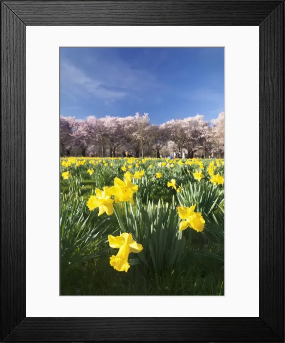 Framed Print : Cherry blossom and narcissi blossom, Palace garden, Schloss Schwetzingen Palace, Schwetzingen, Baden Wurttemberg, Germany, Europe Framed Print : Cherry blossom and narcissi blossom, Palace garden, Schloss Schwetzingen Palace, Schwetzingen, Baden Wurttemberg, Germany, Europe