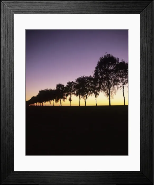 Framed Print : Tree avenue at sunset, Hohenlohe, Baden Wurttemberg, Germany, Europe Framed Print : Tree avenue at sunset, Hohenlohe, Baden Wurttemberg, Germany, Europe
