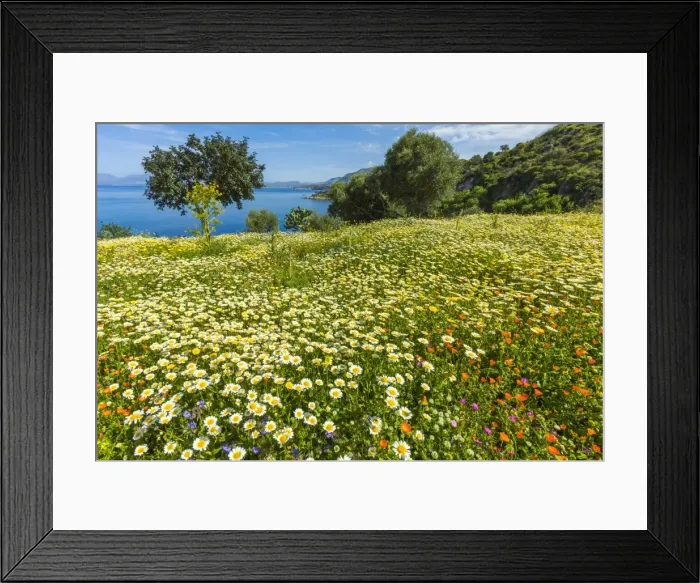 Framed Print : Spring flowers in Zingaro Nature Reserve near Scopello on this north west coast, known for its beauty, Scopello, Sicily, Italy, Mediterranean, Europe Framed Print : Spring flowers in Zingaro Nature Reserve near Scopello on this north west coast, known for its beauty, Scopello, Sicily, Italy, Mediterranean, Europe
