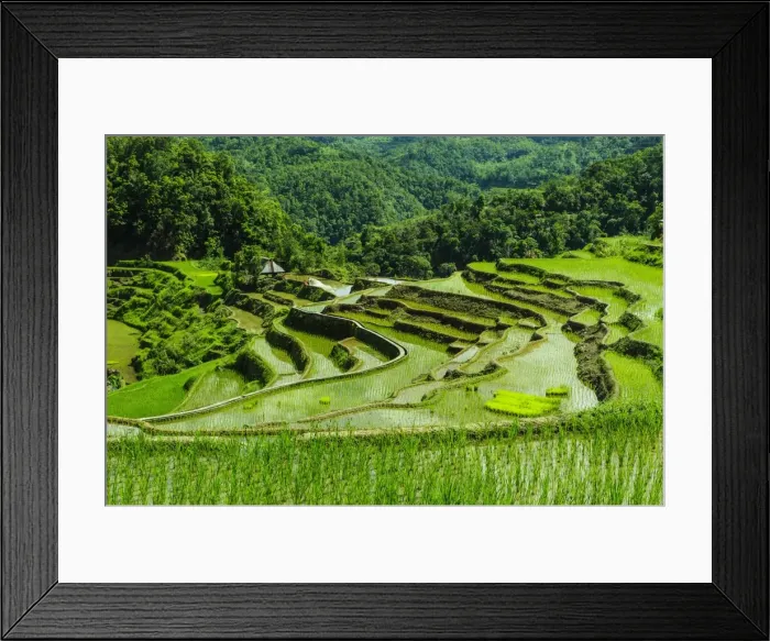 Framed Print : The rice terraces of Banaue, UNESCO World Heritage Site, Northern Luzon, Philippines, Southeast Asia, Asia Framed Print : The rice terraces of Banaue, UNESCO World Heritage Site, Northern Luzon, Philippines, Southeast Asia, Asia