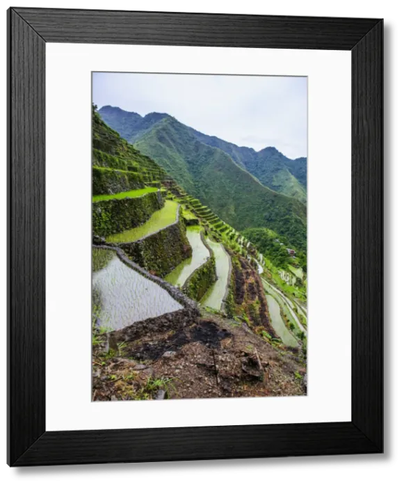 Framed Print : Batad rice terraces, part of the UNESCO World Heritage Site of Banaue, Luzon, Philippines, Southeast Asia, Asia Framed Print : Batad rice terraces, part of the UNESCO World Heritage Site of Banaue, Luzon, Philippines, Southeast Asia, Asia